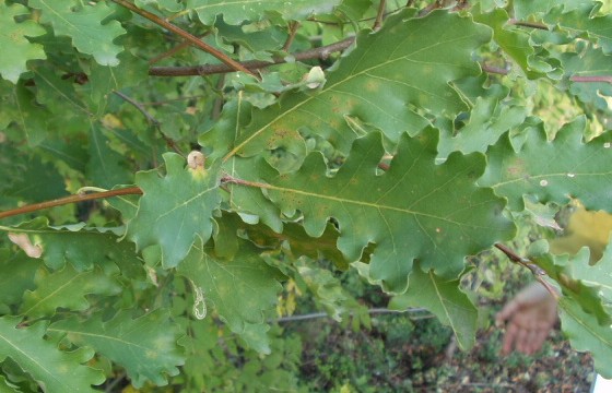  Image name: quercia2.jpg 
 width: 560 pixel 
 height: 360 pixel 
 Size: 64711 bytes 
 Click to enlarge 